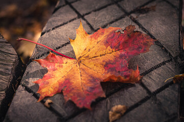 Autumn maple leaf on wooden board