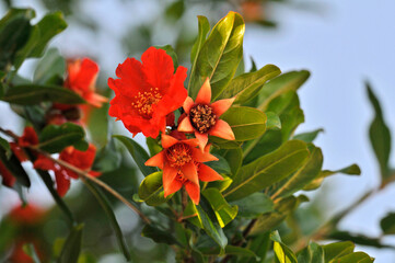 Punica granatum pomegranate close up of flower with fruit forming