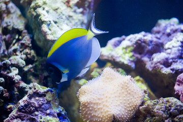 Fototapeta na wymiar Powder Blue Surgeonfish