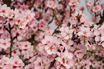 Almond tree blossoms pink flowers