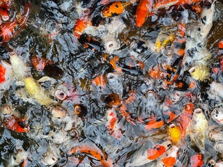 The beautiful Koi fish in pond. Colorful decorative fish float in an artificial pond view from above