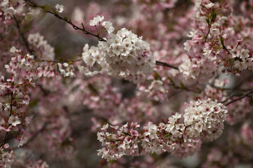 Cherry Blossoms on a sunny spring day