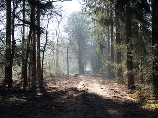 Fototapeta premium Bike path through foggy forest with sunbeams in the Netherlands