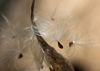 Feathery Milkweed Seeds floating in the wind after being released from their seed pod