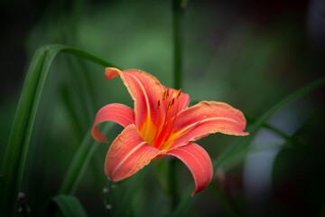Taglilie © Marcel