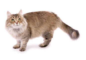 Brown tortoiseshell Siberian Cat