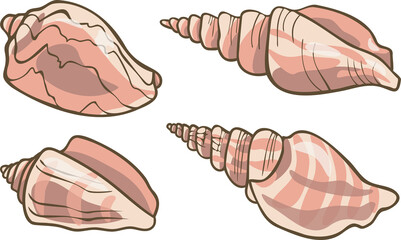 Vector collection with realistic seashells. Set of seashell illustrations.