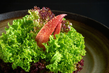 Fresh and dietary lobster salad served in a bowl. Isolated on a black background. Seafood