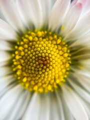 close up of daisy
