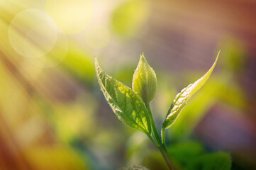 spring background, green plant fresh leaves in nature, spring mood in backlight