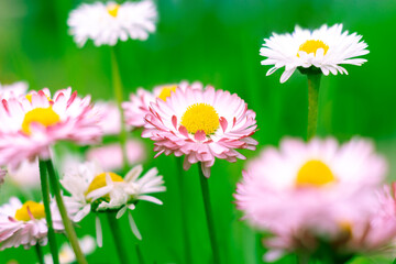 Delicate pink daisies on a green natural background