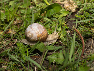 Grape snail early morning on green grass with dew