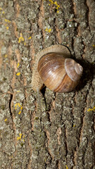 Grape snail early morning on green grass with dew