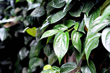 selective focus on Piper betel leaves, commonly consumed in Asia, especially India as betel quid or in paan for tradition