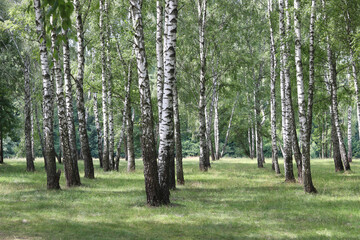 Young birch with black and white birch bark in spring in birch grove against background of other...