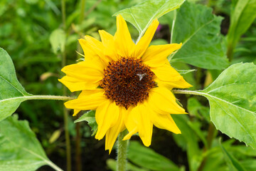 Small decorative sunflower in the garden. Bright yellow flower in a summer flower bed