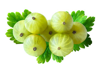 Heap of yellow gooseberry berries (Ribes uva-crispa) and foliage isolated on white background