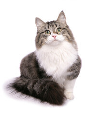 Brown tabby and white Siberian Cat
