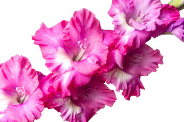 Lush pink gladiolus inflorescence isolated on white. Beautiful cultivated flowers