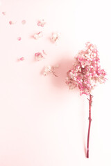 Dried hydrangea inflorescence and flying away petals and flowers on a pink background. The concept of the fragility of the world or freedom