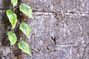 selective focus on Piper betel leaves, commonly consumed in Asia, especially India as betel quid or in paan for tradition