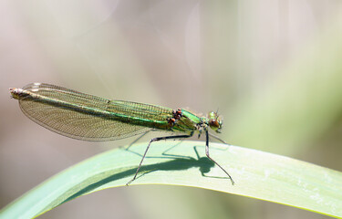 Female Banded Demoiselle, Calopteryx splendens, perched on fern leaf.