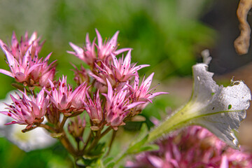 Phedimus spurius flowers that bloomed in the city square-03