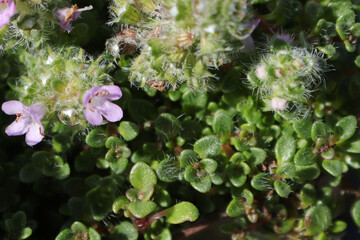 Closeup of elfin minature creeping thyme with flowers
