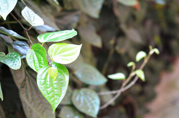 selective focus on Piper betel leaves, commonly consumed in Asia, especially India as betel quid or in paan for tradition
