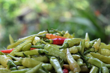Capsicum annuum devil chili tree in a garden, from India and bangladesh. aka 