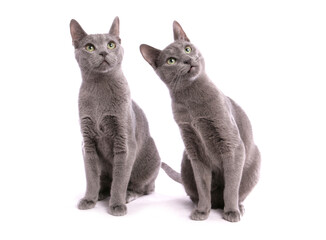 Russian blue cats