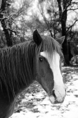 Horse closeup looking mad with winter snow background in black and white.