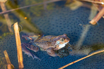 Grasfrosch - Frosch - Kröte - Rana temporaria - Laich - Biotop