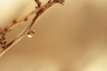 Spring drops on a plum branch on a cloudy morning. Selective focus, macro.