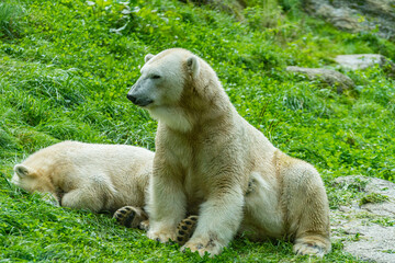 Eisb&auml;ren in saftigem Gr&uuml;n