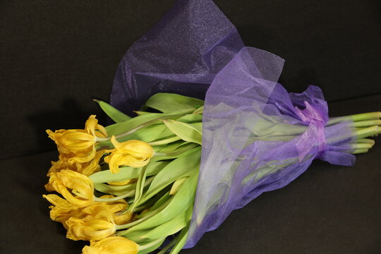 A Wilted Bouquet Of Yellow Tulips With Green Leaves Isolated On A Black Background.The Drying Flowers Are Wrapped In A Lilac Veil. Close-up Image.Studio Photography