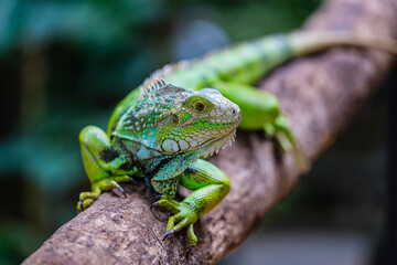 Grüner Leguan