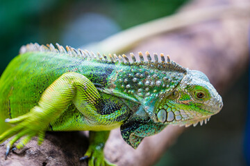Grüner Leguan