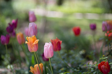 Tulips