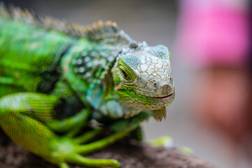 Grüner Leguan