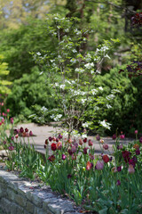 Tulips