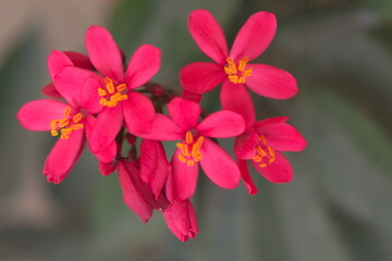 Fototapeta na wymiar Beautiful Red Bunch Of Flowers