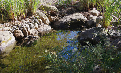 Naklejka na ściany i meble View of a water pond in a natural California wilderness park landscape