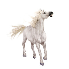 cheval, blanc, animal, étalon, isolé, galop, courir, arabe, chevalin, course, amoureux des chevaux, poney, nature, mammifère, ferme, jument, andalou, sauvage, crin, poulain, gris, de race, gris, vites