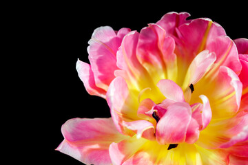 Pink bright tulip close-up on a black background. One object isolated on black. Beautiful plant. 