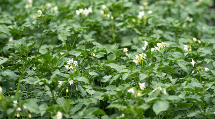 Fototapeta na wymiar Bed of blooming potato plants. Patch of Solanum tuberosum plant in bloom growing in homemade garden. Close up. Organic farming, healthy food, BIO viands, back to nature concept.