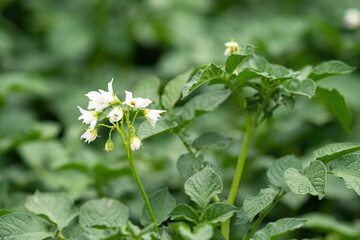 White flower of blooming potato plant. Beautiful white and yellow flowers of Solanum tuberosum in bloom growing in homemade garden. Close up. Organic farming, healthy food, BIO viands, back to nature.