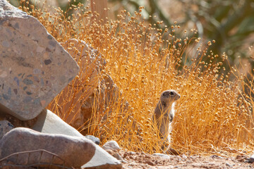 Round-tailed Squirrel standing at attention in golden grasses.