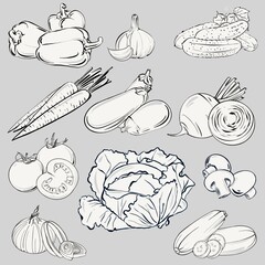 Graphic set of vegetables. Design elements, digital illustration 