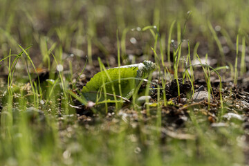 Naklejka premium frisches Gras 